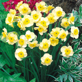 Narcissus 'Sundisc'