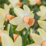 Narcissus Carice Narcissus Carice