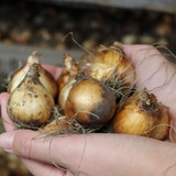 30 Narcissus Sensation Collection (Triandrus)
30 Narcissus Sensation Collection (Triandrus)