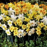 Narcissus Jonquilla Mixed 8/10cm Narcissus Jonquilla Mixed 8/10cm