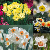 75 Narcissus English Grown Collection
75 Narcissus English Grown Collection
