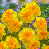 Narcissus 'Slice of Life' Narcissus 'Slice of Life'