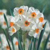 Narcissus Geranium 12-14cm Narcissus Geranium 12-14cm