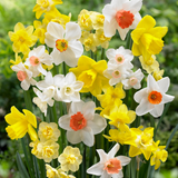 Fragrant Narcissus Mixed 10cm+ Fragrant Narcissus Mixed 10cm+