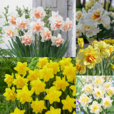 75 Double Narcissus Collection
75 Double Narcissus Collection