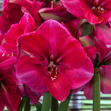 Amaryllis Hercules 30cm+ Amaryllis Hercules 30cm+