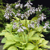 Hosta 'August Moon' POP Hosta 'August Moon' POP