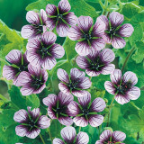 Geranium 'Salomé' Geranium 'Salomé'