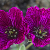 Geranium cin. 'Purple Pillow' Geranium cin. 'Purple Pillow'