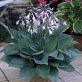 Hosta 'Fortunei Hyacinthina' POP Hosta 'Fortunei Hyacinthina' POP