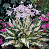Hosta 'Fire and Ice' U Hosta 'Fire and Ice' U