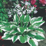 Hosta 'Patriot' Hosta 'Patriot'