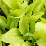 Hosta 'Fortunei Aurea' A Hosta 'Fortunei Aurea' A