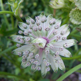Astrantia major