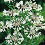 Centaurea montana 'Alba'