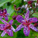 Tricyrtis hirta