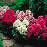 Phlox paniculata Mix