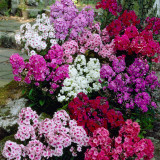 Phlox paniculata Mix