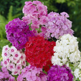 Phlox paniculata Mix