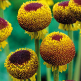 Helenium autum. 'Lollipop' Helenium autum. 'Lollipop'