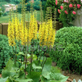 Ligularia przewalskii