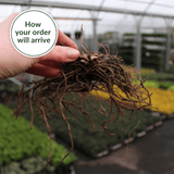 Phlox 'Sherbet Cocktail'