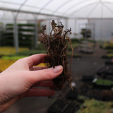 Monarda 'Cambridge Scarlet'