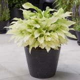 Hosta 'White Feathers' U Hosta 'White Feathers' U