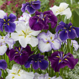 Iris ensata Mix