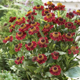 Helenium 'Ruby Tuesday' Helenium 'Ruby Tuesday'