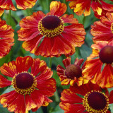 Helenium 'Chelsey' Helenium 'Chelsey'