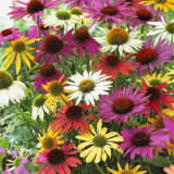 Echinacea 'Butterfly' Echinacea 'Butterfly'
