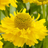 Helenium 'Double Trouble' Helenium 'Double Trouble'
