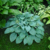 Hosta 'Fragrant Blue' FR Hosta 'Fragrant Blue' FR