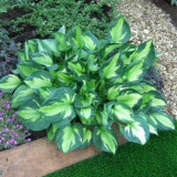 Hosta 'Whirlwind' U Hosta 'Whirlwind' U