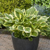 Hosta 'So Sweet' FR