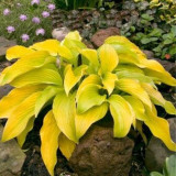 Hosta 'Lakeside Cha Cha' U Hosta 'Lakeside Cha Cha' U