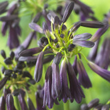 Agapanthus 'Midnight Cascade ' Agapanthus 'Midnight Cascade '
