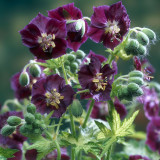 Geranium phaeum 'Springtime' Geranium phaeum 'Springtime'