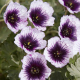 Geranium cin. 'Tumbling Hearts' Geranium cin. 'Tumbling Hearts'