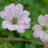 Geranium versicolor Geranium versicolor