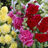 Alcea r. 'Charters Rosa' Alcea r. 'Charters Rosa'