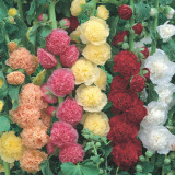Alcea r. 'Charters Peaches and Apricot colour' Alcea r. 'Charters Peaches and Apricot colour'