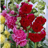 Alcea r. 'Charters Rot' Alcea r. 'Charters Rot'