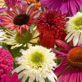 Echinacea p. 'Breeders' Echinacea p. 'Breeders'