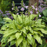 Hosta 'Summer Fragrance' FR Hosta 'Summer Fragrance' FR