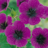 Geranium cin. 'Giuseppii' Geranium cin. 'Giuseppii'