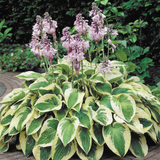 Hosta 'Wide Brim' U Hosta 'Wide Brim' U