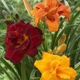 Hemerocallis 'Highland Lord'