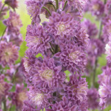 Delphinium Double Highlander 'Flamenco'